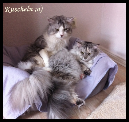 Kuscheln