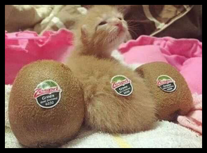 Kiwi