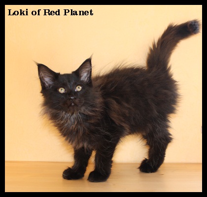 Loki