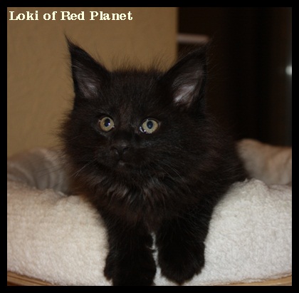 Loki